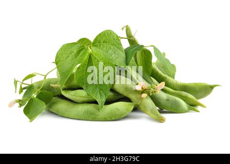 Fagioli di soia edamame freschi con fiori e foglie su sfondo bianco Foto Stock