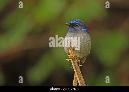 Piccolo Niltava (Niltava macgrigoriae signata) maschio adulto arroccato su bastone rotto Arunachal Pradesh, India Gennaio Foto Stock