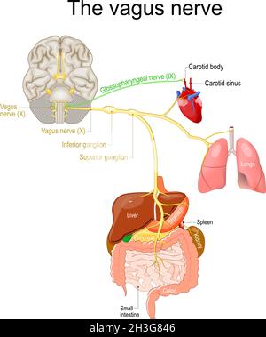 nervo vagus. sistema nervoso parasimpatico. Diagramma medico. Illustrazione vettoriale per spiegare il sistema nervoso umano. Illustrazione Vettoriale