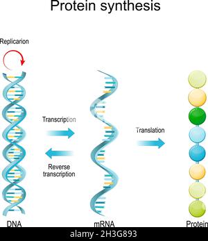 Replicazione del DNA, RNA, mRNA, sintesi proteica, trascrizione e traduzione. Funzioni biologiche del DNA. Geni e genomi. Codice genetico Illustrazione Vettoriale