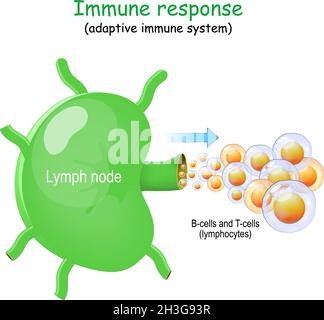 Linfonodo e cellule B e cellule T. linfociti. Risposta immunitaria. Sistema immunitario adattivo. Il linfoma si sviluppa più comunemente dai linfociti nella linfa Illustrazione Vettoriale