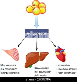 adiponectina. tessuto adiposo prodotto ormone proteico adipokina. Effetti dell'adiponectina su muscolo, fegato e cuore. Illustrazione vettoriale Illustrazione Vettoriale