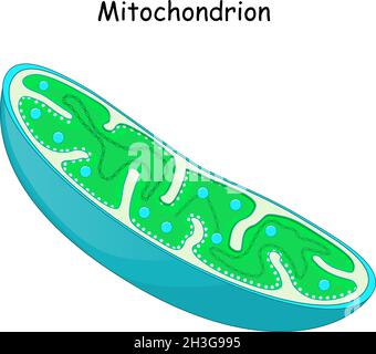Mitocondri. Struttura e anatomia di un mitocondrio. Icona vettoriale Illustrazione Vettoriale