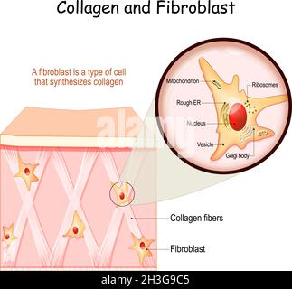 Collagene e fibroblasti. Pelle con fibre di collagene e cellule che sintetizzano collagene. Primo piano della struttura dei fibroblasti Illustrazione Vettoriale