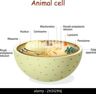 Anatomia delle cellule animali. Organelli e struttura di cellule eucariotiche. Diagramma vettoriale. Il colore può essere cambiato facilmente Illustrazione Vettoriale