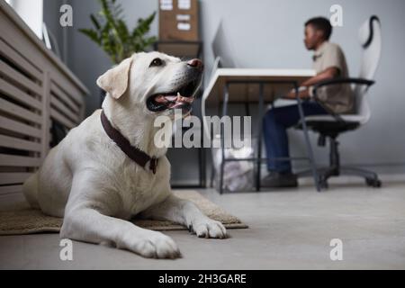 Ritratto di grande cane bianco che si posa sul pavimento in ufficio interno con persone che lavorano in background, animali domestici di spazio di lavoro, spazio di copia Foto Stock