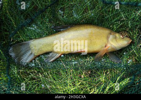 Schleie - Tinca tinca Foto Stock