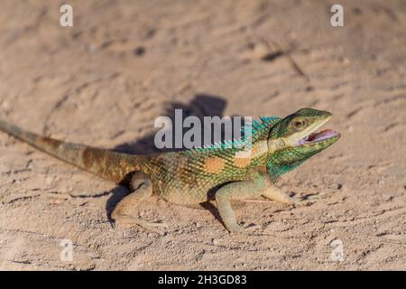 Indo-cinese foresta lucertola (Calotes mystaceus) a Bagan, Myanmar Foto Stock