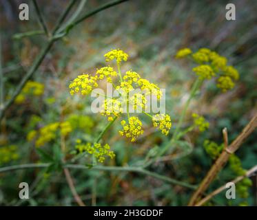 Primo piano di fiori selvatici di finocchio (Foeniculum vulgare) Foto Stock