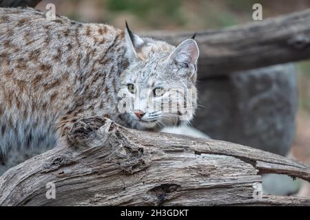 Bobbcat nordamericano (lynx rufus) che riposa sul ceppo vicino den Foto Stock