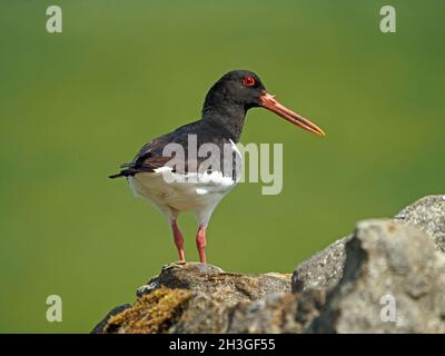 Oystercatcher (Haemotopus ostralegus) con crescita pointy sulla mandibola superiore in piedi in luce solare brillante su muro di pietra in Cumbria, Inghilterra, Regno Unito Foto Stock