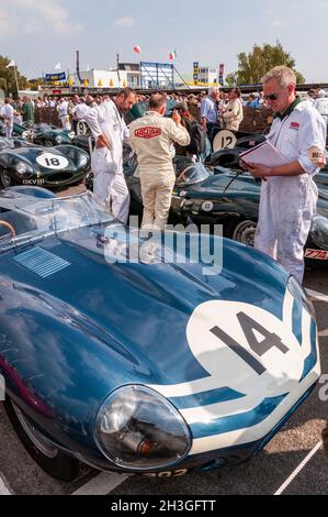 1955 telaio Jaguar D-Type XKD 504, reg RSF 302 in colori Ecurie Ecosse, tra un campo di vetture simili a Goodwood Revival 2014 in scrutinio Foto Stock