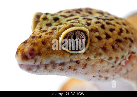 Lizard isolato. Primo piano di eublefaris testa e occhio. Foto Stock