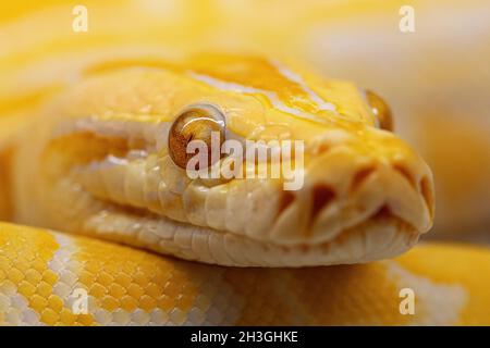 Python molurus albino primo piano. Serpente da primo piano per la copertura. Foto Stock