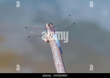 Una libellula siede su un ramo. Foto macro di una libellula o di un insetto Foto Stock