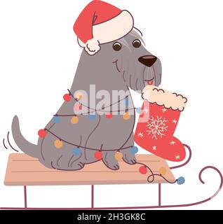 Biglietto di Natale con cane schnauzer che tiene un calzino per i regali. Biglietto di auguri vettoriale in stile piatto su sfondo bianco Illustrazione Vettoriale