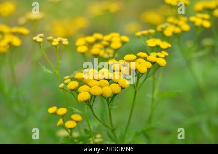 Tanacetum vulgareis o Tansy è una pianta erbacea perenne fioritura usata nella medicina popolare. È anche noto come tansy comune o pulsanti amari Foto Stock