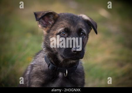 Cucciolo di cane Sable German Shepherd (alsaziano) Foto Stock
