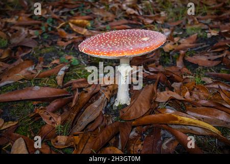 Corpo fruttato rosso e bianco di toadstool velenoso mosca agarico (Amanita muscaria) che cresce in autunno a Surrey, nel sud-est dell'Inghilterra tra le foglie cadute Foto Stock