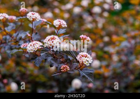 Infiorescenze di Physocarpus opulifolius Diable D'Or, fiorente in estate a Westonbirt, il National Arboretum, Tetbury, Gloucestershire, SW Inghilterra Foto Stock