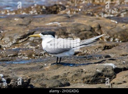 Crested Tern, Thalasseus bergi sulle rocce costiere in Australia Foto Stock