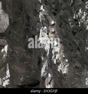 La colonia di Kittiwake. Mykines Foto Stock