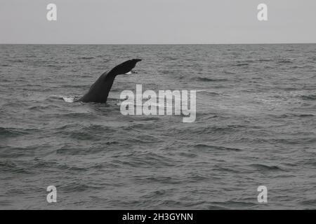 Humpback balena (Megaptera novaeangliae) mostrando la sua coda. Tour di avvistamento delle balene nella baia di SkjÃ¡lfandi vicino a HÃºsavÃ­k Foto Stock