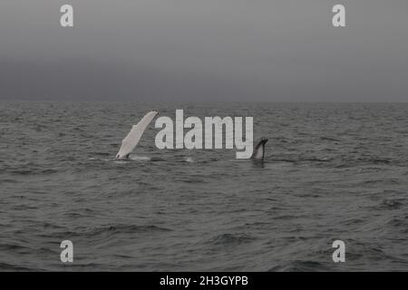 Whale humpback (Megaptera novaeangliae) che mostra un flipper e il fluke. Tour di avvistamento delle balene nella baia di SkjÃ¡lfandi vicino a HÃºsavÃ Foto Stock