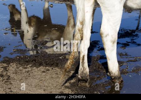 Specchiare una mucca Foto Stock