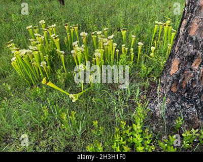 Natural Hybrid Sarracenia x moorei, F1 generation Hybrid, Yellow Pitcherplant x White-top Pitcherplant, se USA, di Dembinsky Photo Associates Foto Stock