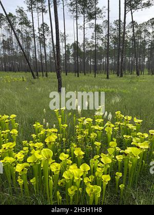 Giallo Pitcherplants (Sarracenia flava var rugelii) in crescita in boa di infiltrazione, FL, USA, da Dembinsky Photo Associates Foto Stock