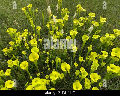 Giallo Pitcherplants (Sarracenia flava var rugelii) in crescita in boa di infiltrazione, FL, USA, da Dembinsky Photo Associates Foto Stock