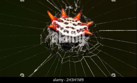 Gasteracantha cancrriformis / Florida Crab Spider Foto Stock