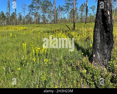 Giallo Pitcherplants (Sarracenia flava var rugelii) in crescita in boa di infiltrazione, FL, USA, da Dembinsky Photo Associates Foto Stock