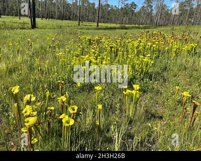 Giallo Pitcherplants (Sarracenia flava var rugelii) in crescita in boa di infiltrazione, FL, USA, da Dembinsky Photo Associates Foto Stock