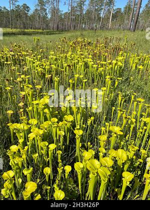 Giallo Pitcherplants (Sarracenia flava var rugelii) in crescita in boa di infiltrazione, FL, USA, da Dembinsky Photo Associates Foto Stock