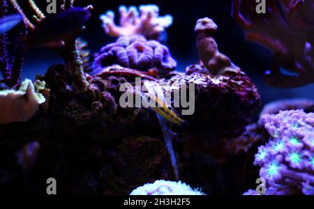 Wrasse femminile verde ornato - Thalassoma Pavo Foto Stock