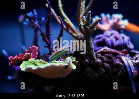 Wrasse femminile verde ornato - Thalassoma Pavo Foto Stock