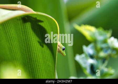 Incospicuo oro duat gecko nascosto su una foglia verde. Foto Stock