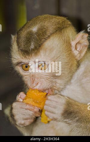 Macaco Foto Stock