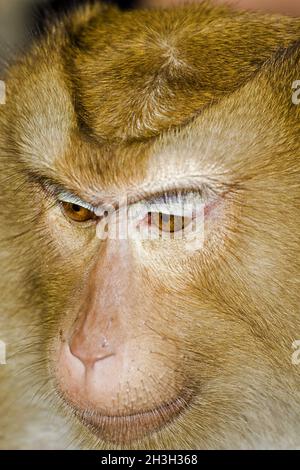 Macaco Foto Stock