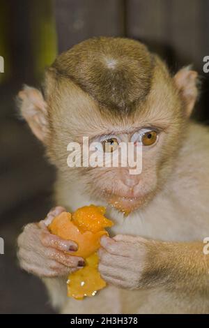 Macaco Foto Stock