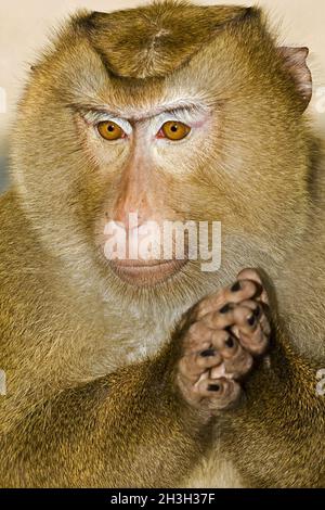 Macaco Foto Stock