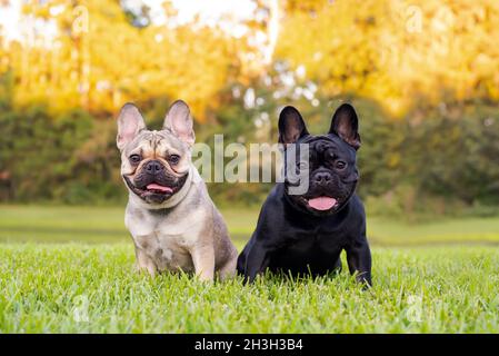 Bulldogs francesi neri e abbronzati che riposano sull'erba in un parco. Francese in purezza all'aperto in un pomeriggio di sole. I cani si divertano all'aperto. Foto Stock