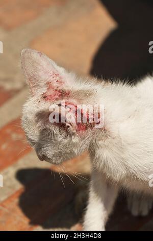 Gatto ferito Foto Stock