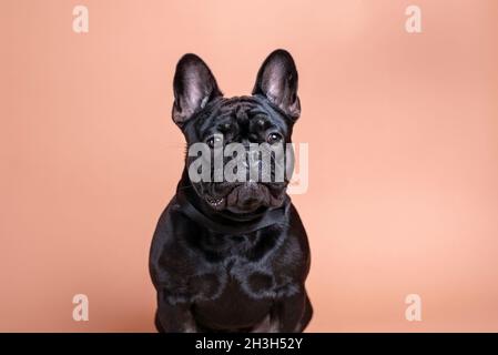 Bulldog francese nero purebred su sfondo marrone chiaro in studio. Ritratto di cane Frenchie. Foto Stock