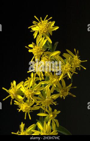 Vero goldenrod, solidago virgaurea Foto Stock