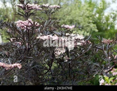 Holunder, Sambucus nigra, pizzo nero, Foto Stock