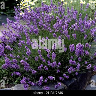 Lavendel, Lavendula angustifolia Foto Stock