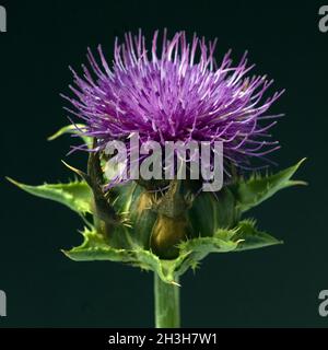 Mariendistel; silybum marianum Foto Stock